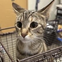 Ruby — thumbnail 2