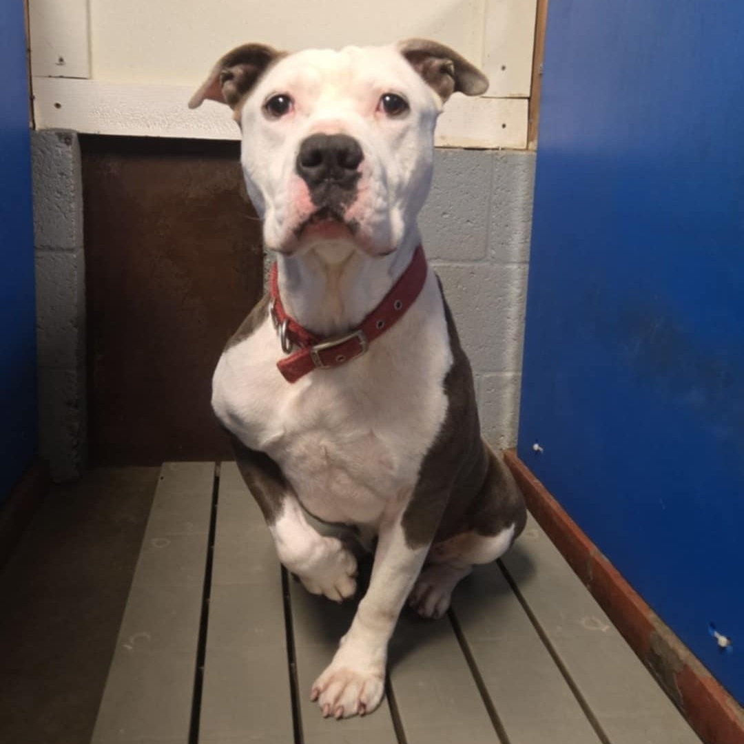 Enlarge Kodak, a Adoptable American Staffordshire Terrier in Fleetwood, PA image 1/4