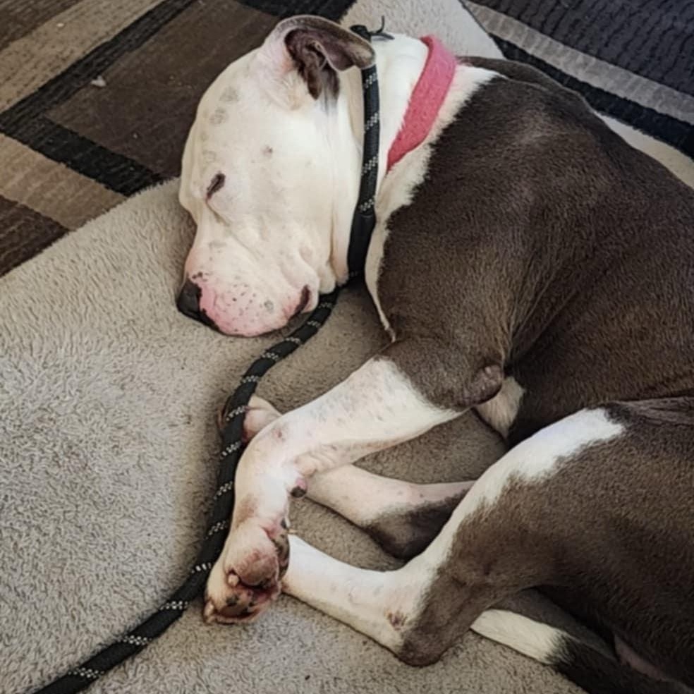 Enlarge Kodak, a Adoptable American Staffordshire Terrier in Fleetwood, PA image 2/4