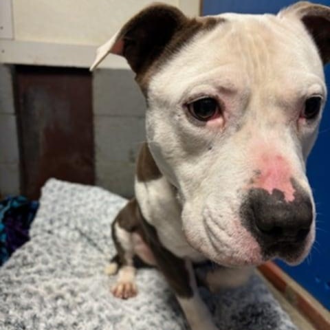 Enlarge Kodak, a Adoptable American Staffordshire Terrier in Fleetwood, PA image 3/4