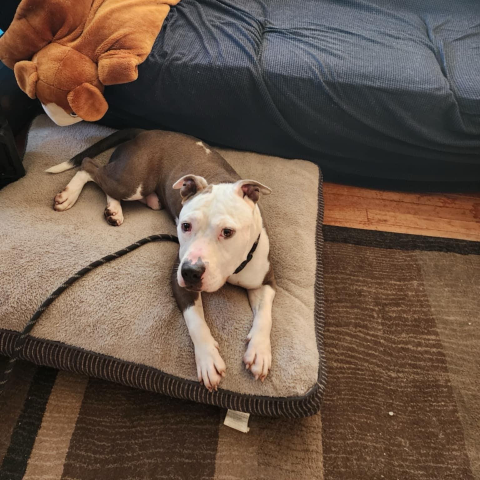 Enlarge Kodak, a Adoptable American Staffordshire Terrier in Fleetwood, PA image 4/4