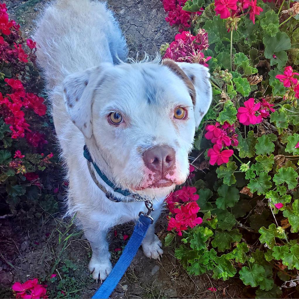 Kirby David, a Adoptable mixed breed in San Pablo, CA image 1/6