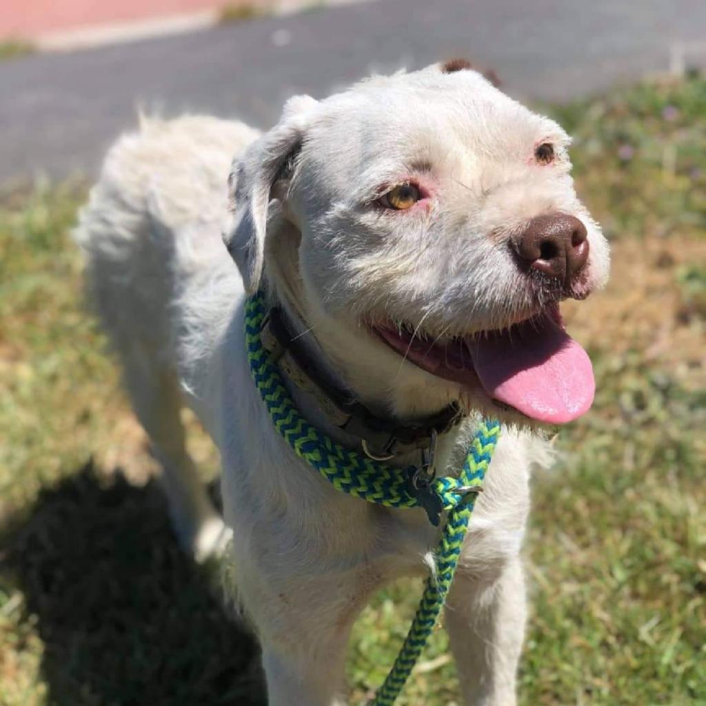 Kirby David, a Adoptable mixed breed in San Pablo, CA image 2/6