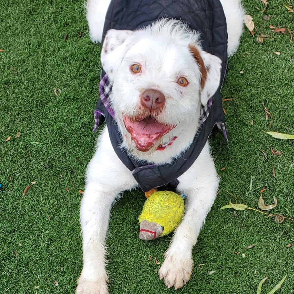 Kirby David, a Adoptable mixed breed in San Pablo, CA image 3/6