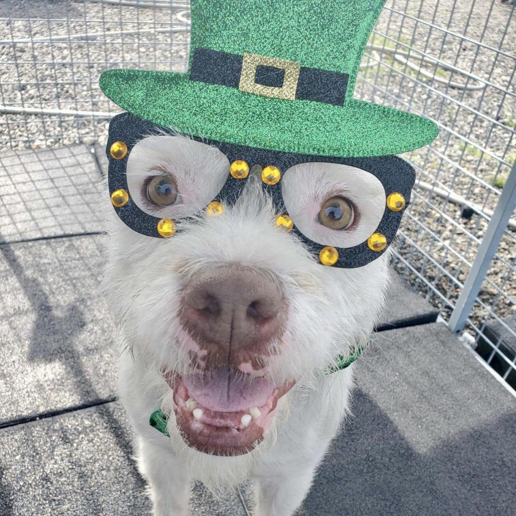 Kirby David, a Adoptable mixed breed in San Pablo, CA image 4/6