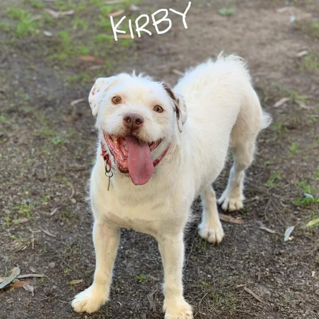 Kirby David, a Adoptable mixed breed in San Pablo, CA image 5/6