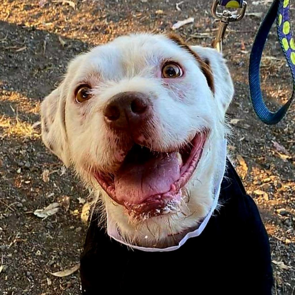 Kirby David, a Adoptable mixed breed in San Pablo, CA image 6/6