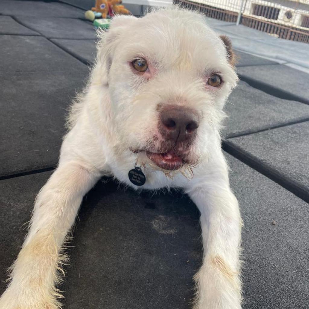 Kirby David thumbnail 3