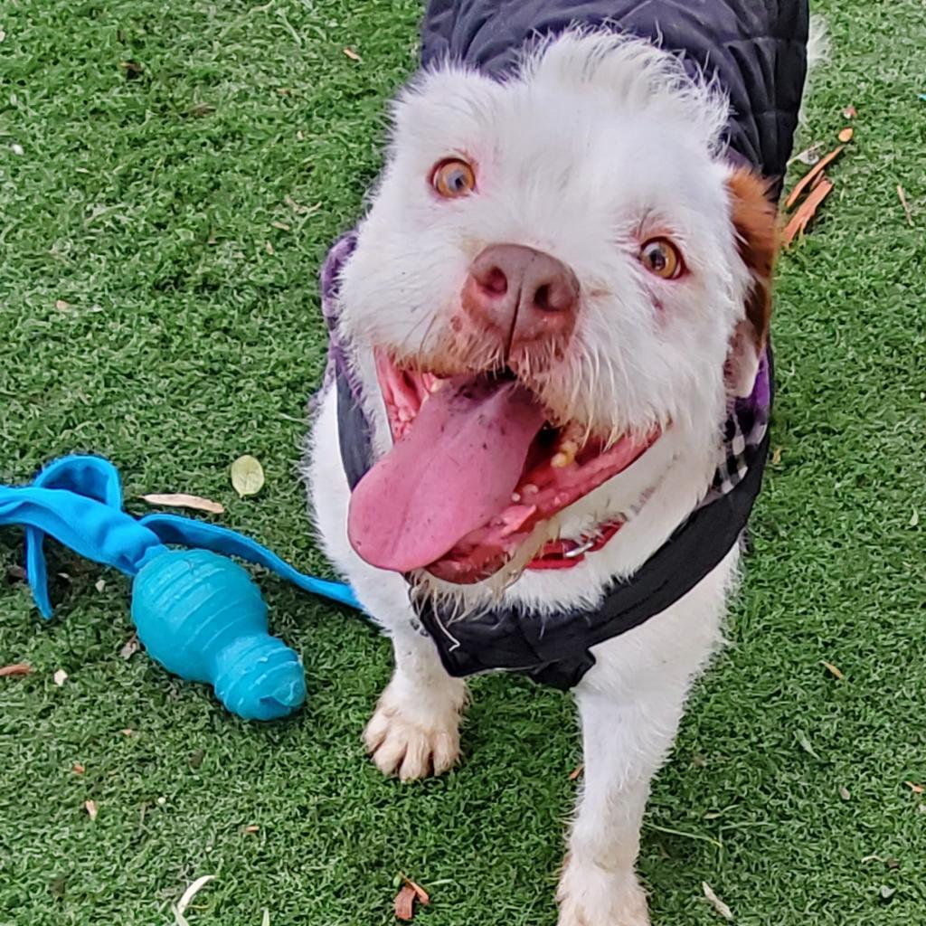 Kirby David thumbnail 5