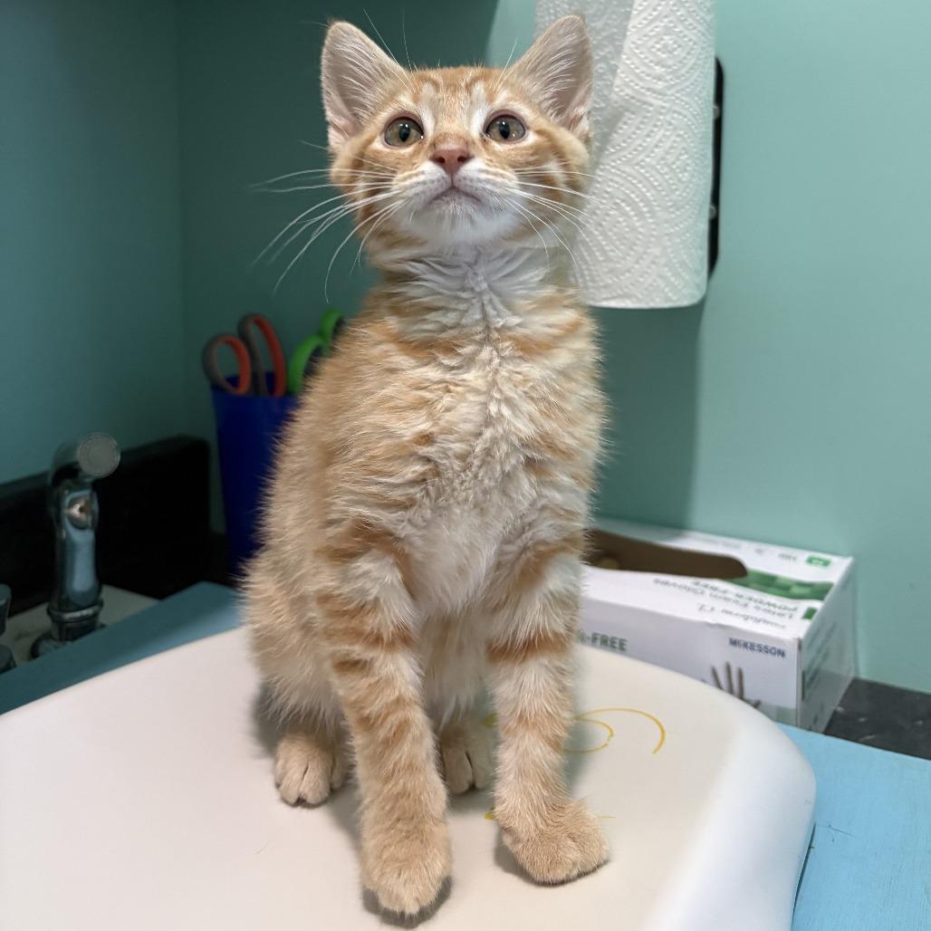 Meatballs, a Adoptable Domestic Short Hair in Marion, VA image 1/6