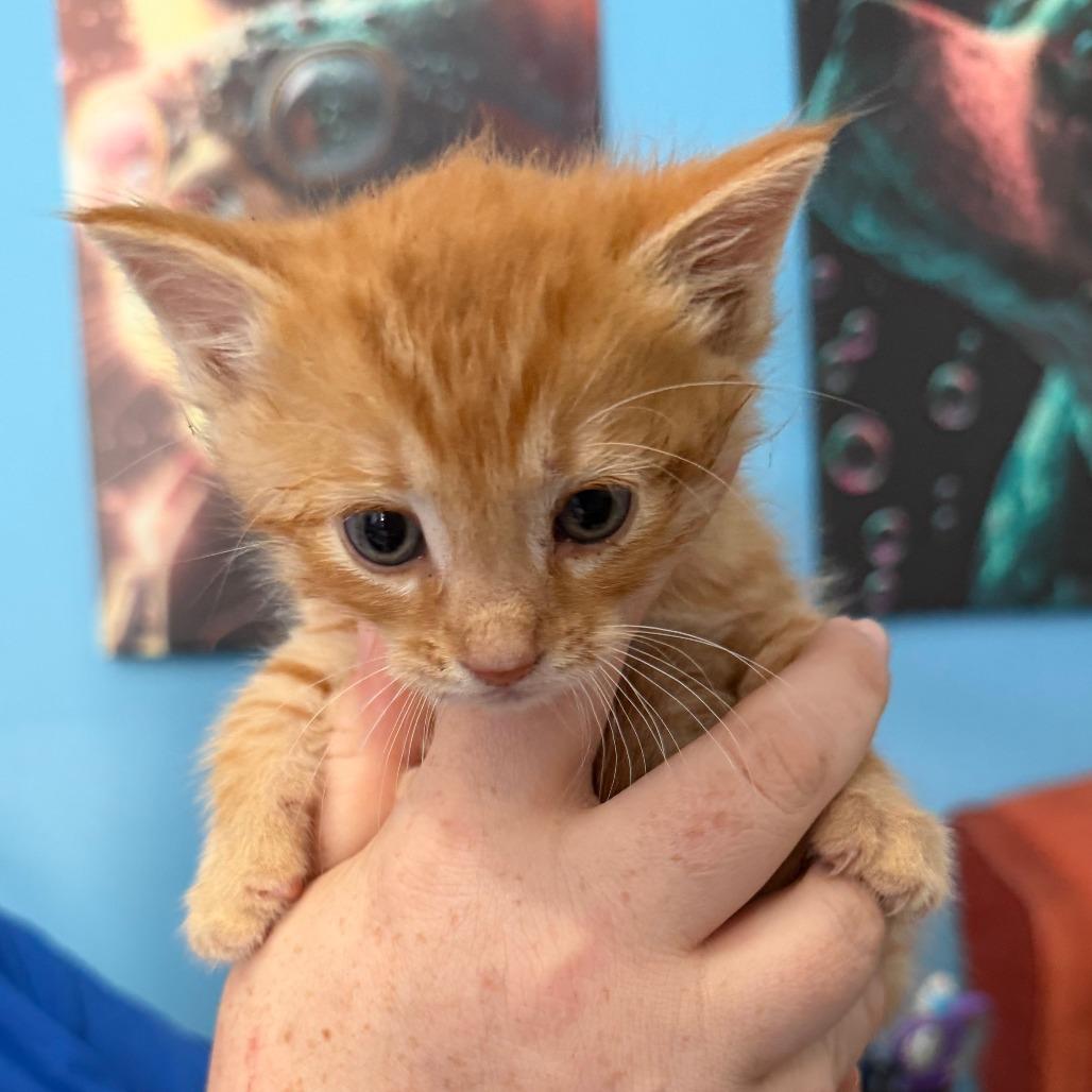 Meatballs, a Adoptable Domestic Short Hair in Marion, VA image 2/6