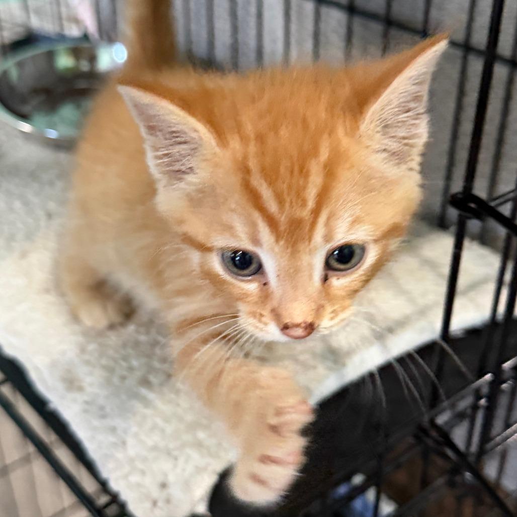 Meatballs, a Adoptable Domestic Short Hair in Marion, VA image 3/6