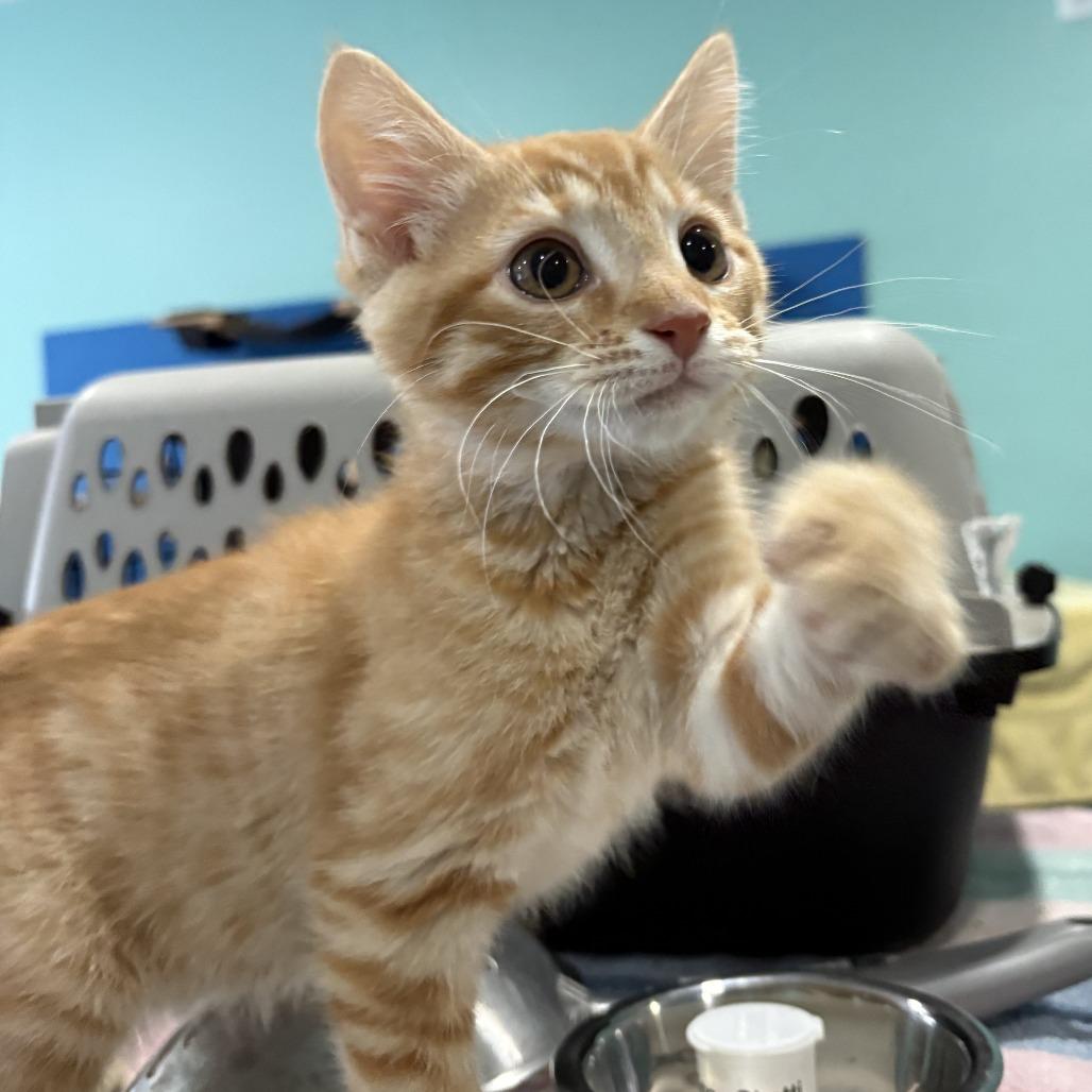 Meatballs, a Adoptable Domestic Short Hair in Marion, VA image 4/6