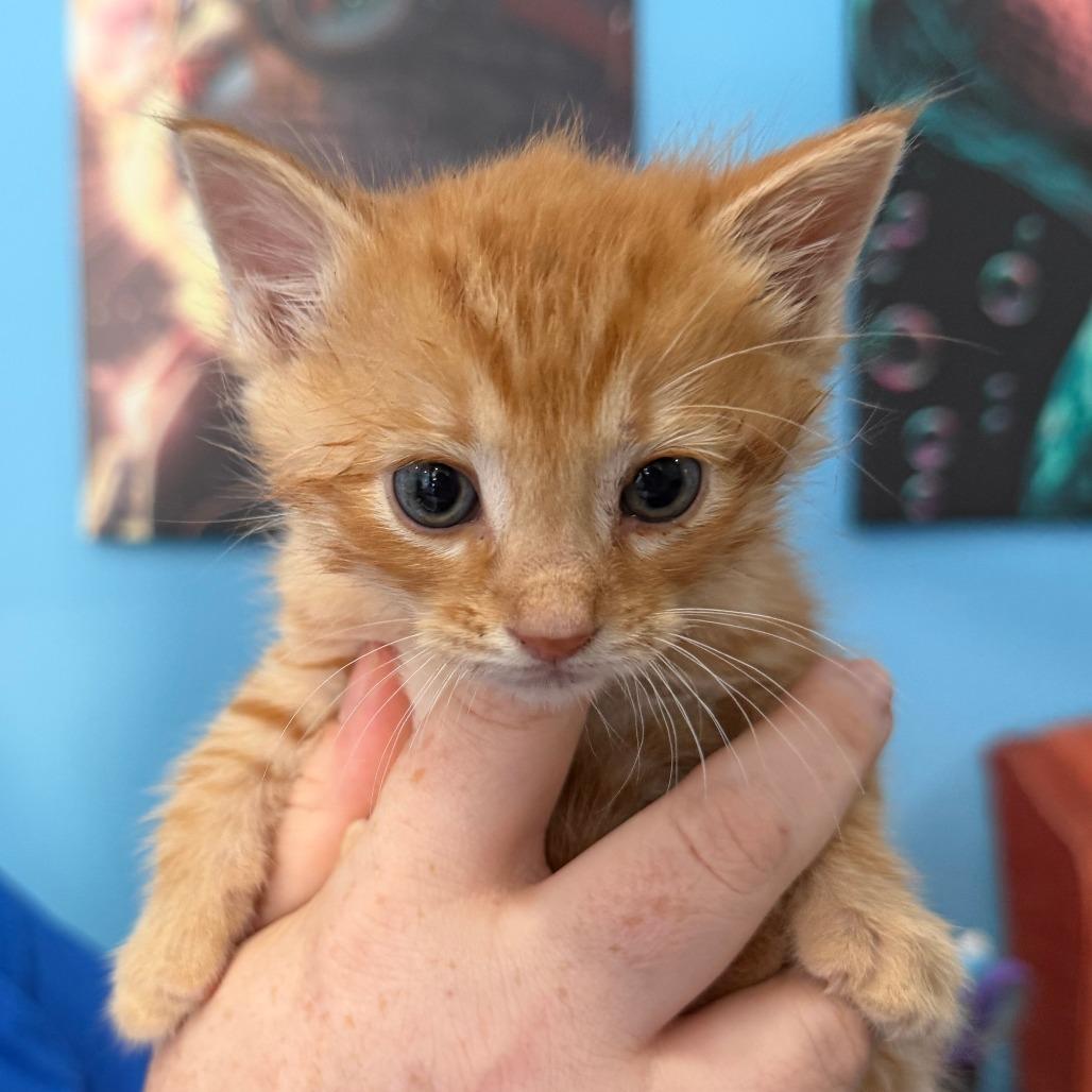 Meatballs, a Adoptable Domestic Short Hair in Marion, VA image 5/6