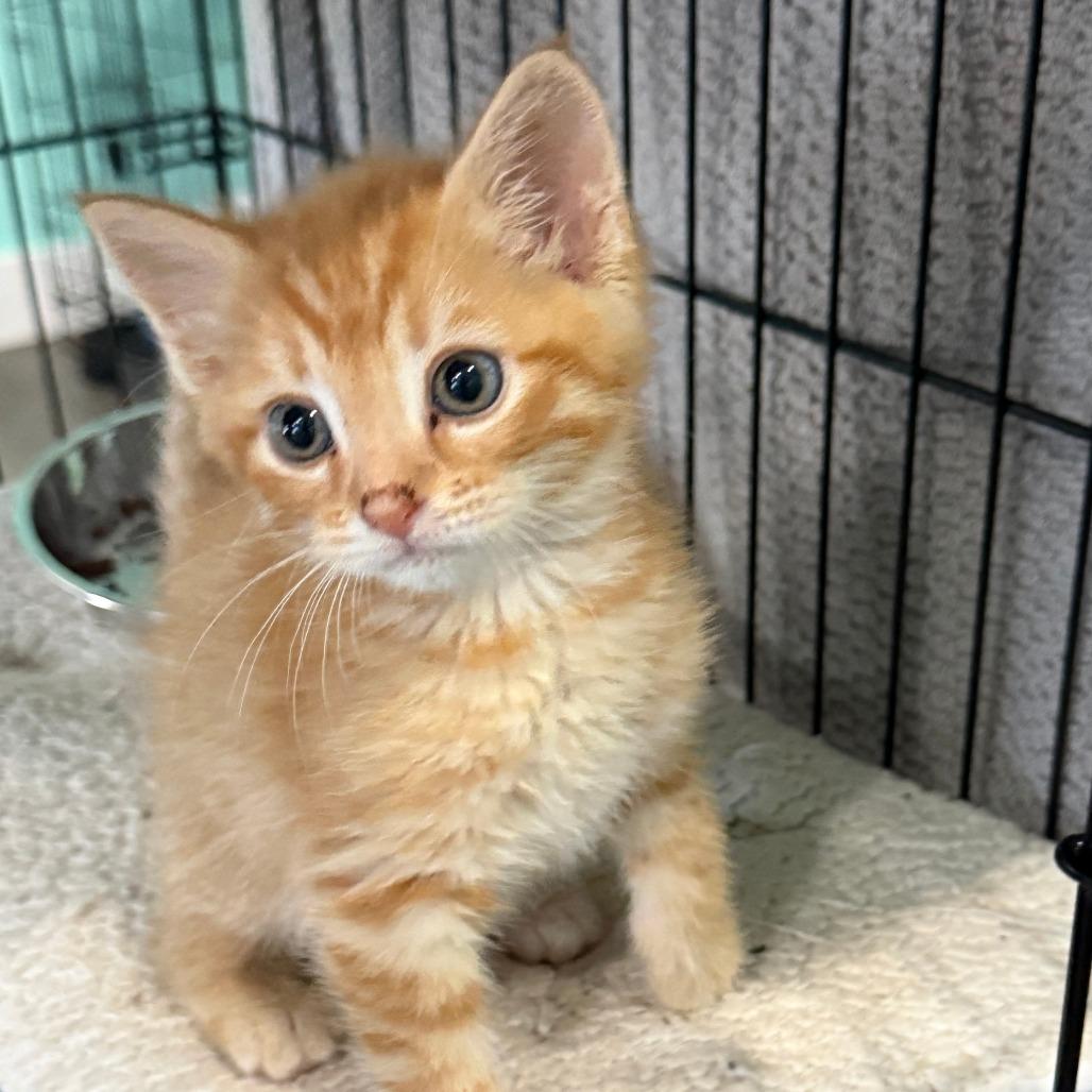 Meatballs, a Adoptable Domestic Short Hair in Marion, VA image 6/6