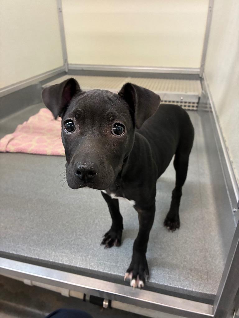 Nilla, a Adoptable mixed breed in Bryant, AR image 1/2