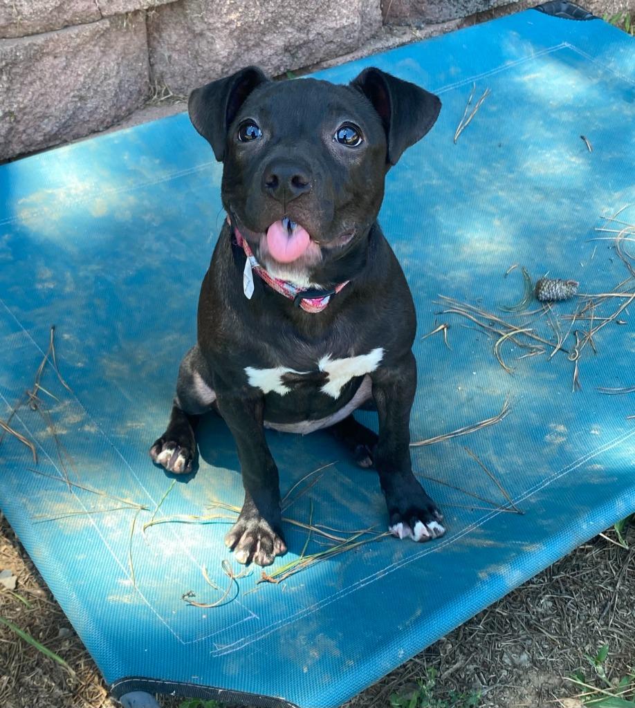 Enlarge Nilla, a Adoptable mixed breed in Bryant, AR image 2/5