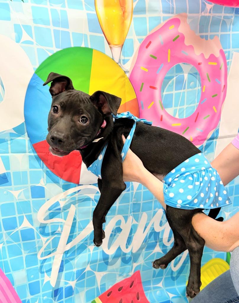 Nilla, a Adoptable mixed breed in Bryant, AR image 2/2