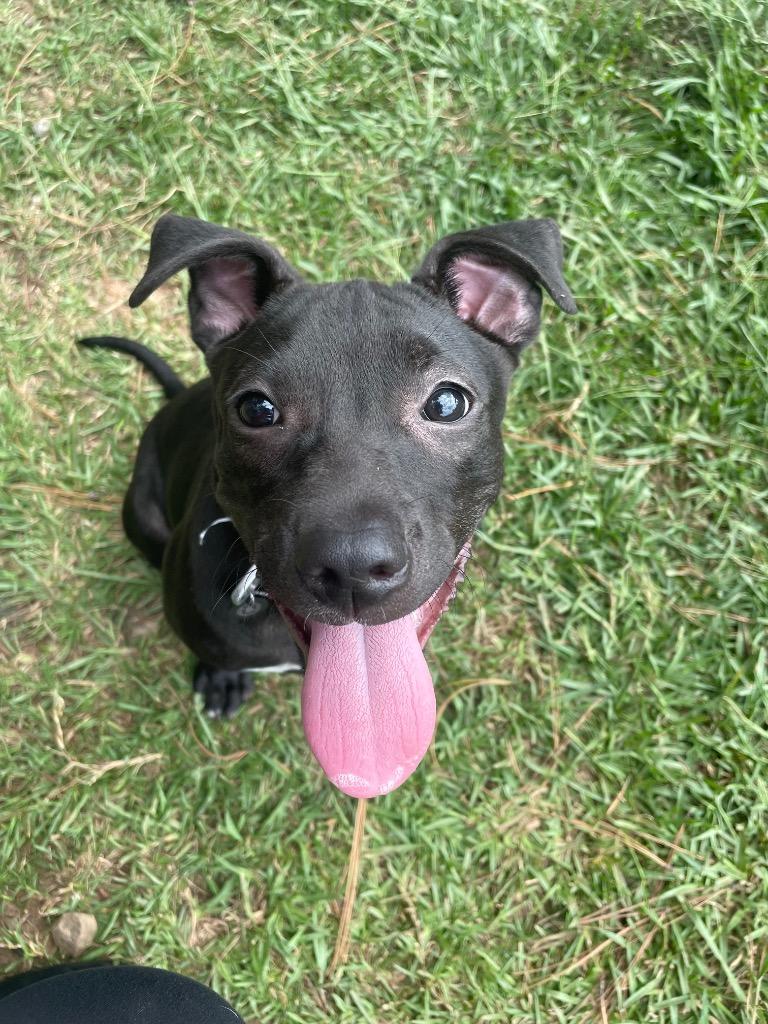 Enlarge Nilla, a Adoptable mixed breed in Bryant, AR image 4/5