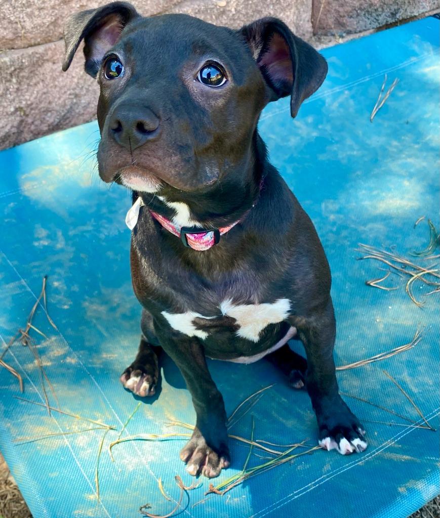 Enlarge Nilla, a Adoptable mixed breed in Bryant, AR image 5/5