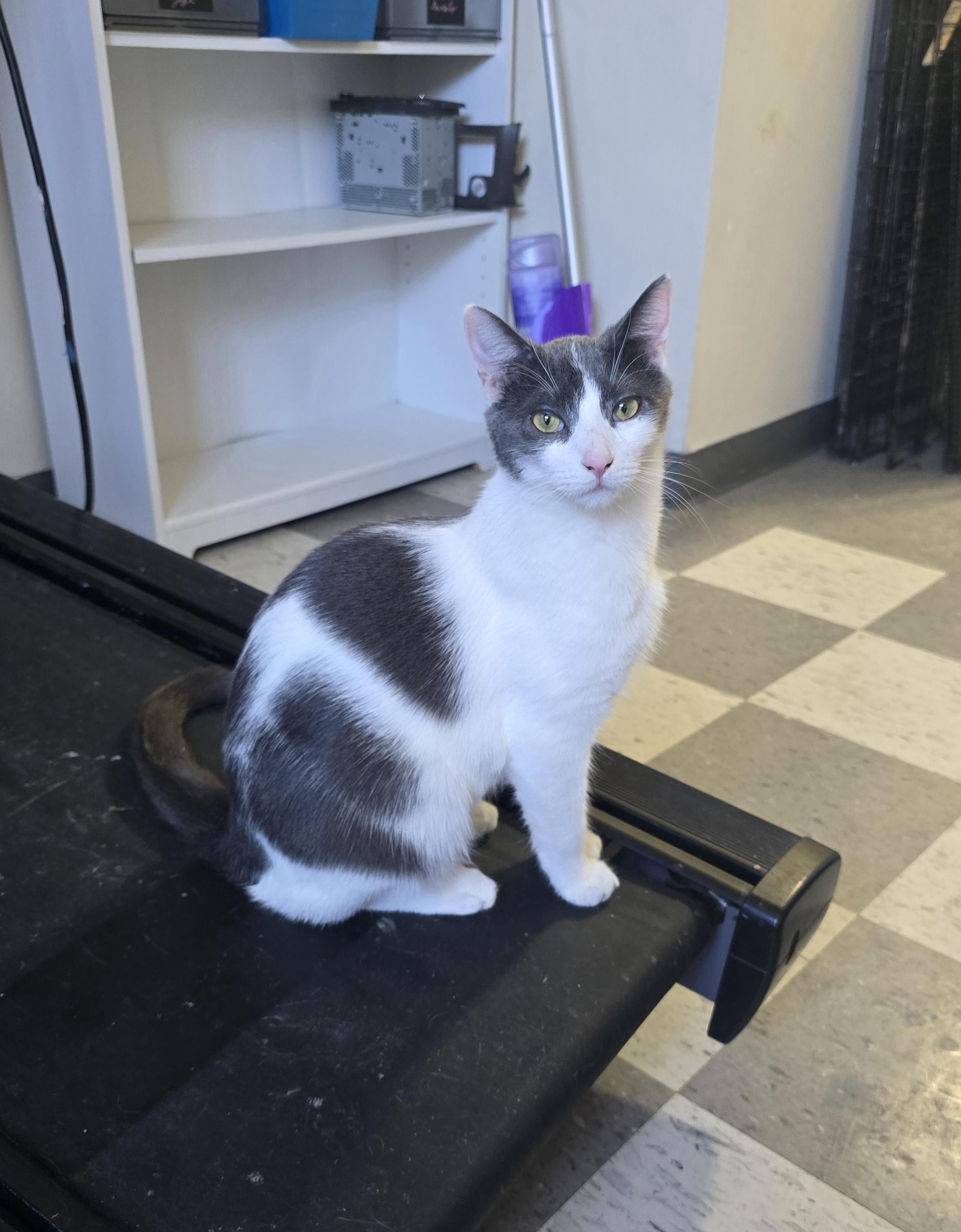 Enlarge Ian, a Adoptable Domestic Short Hair in Perth Amboy , NJ image 1/6