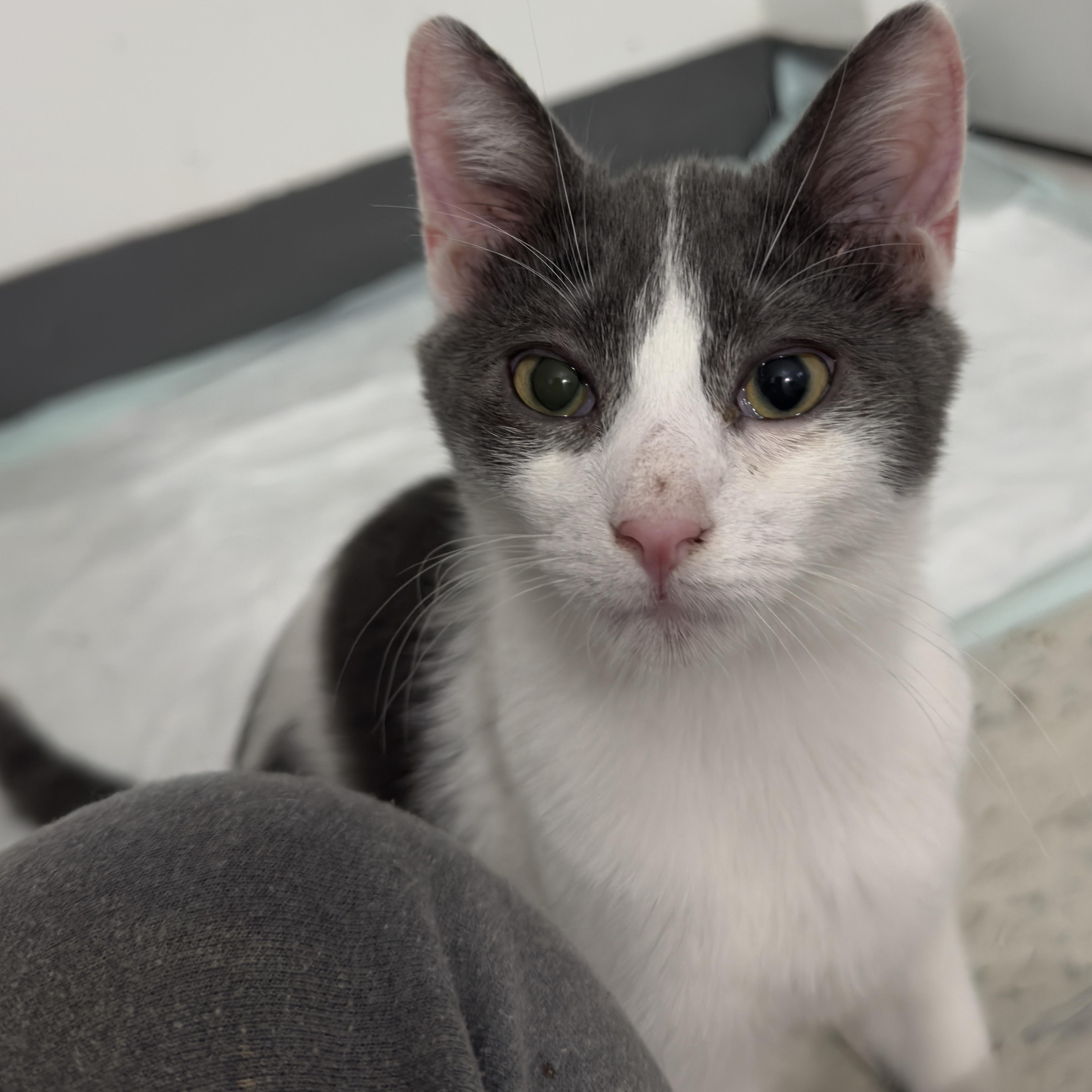 Enlarge Ian, a Adoptable Domestic Short Hair in Perth Amboy , NJ image 1/6