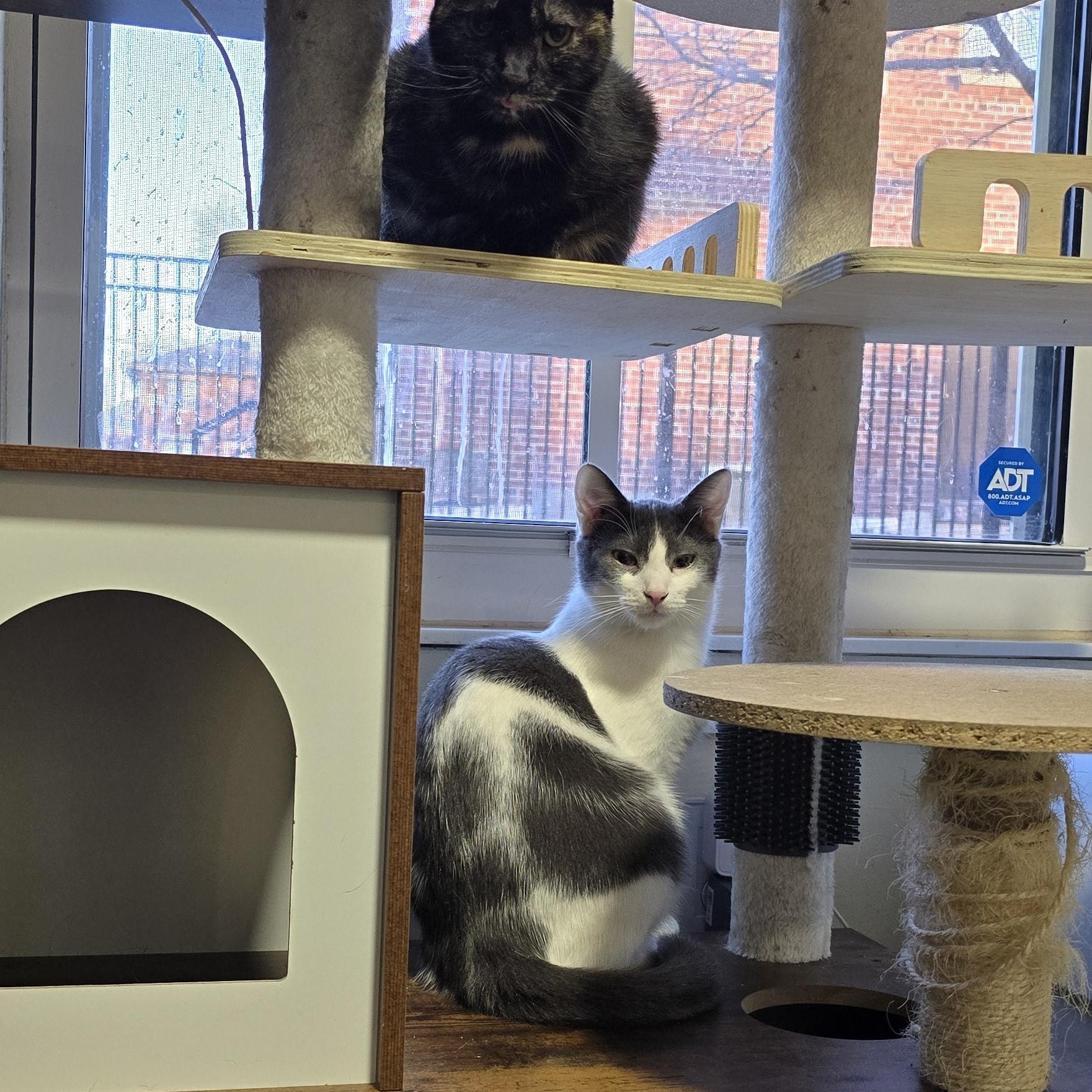 Ian, Adoptable, Kitten Male Domestic Short Hair.