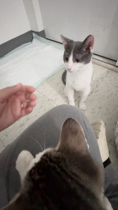 Enlarge Ian, a Adoptable Domestic Short Hair in Perth Amboy , NJ video 3/6