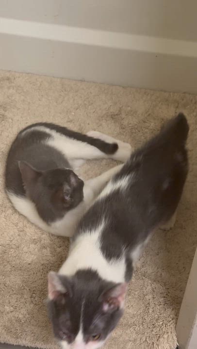 Enlarge Ian, a Adoptable Domestic Short Hair in Perth Amboy , NJ video 4/6