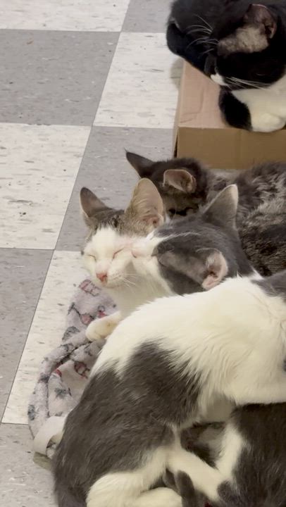 Enlarge Ian, a Adoptable Domestic Short Hair in Perth Amboy , NJ video 2/6