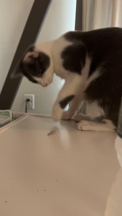 Enlarge Ian, a Adoptable Domestic Short Hair in Perth Amboy , NJ video 2/6