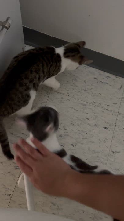 Enlarge Ian, a Adoptable Domestic Short Hair in Perth Amboy , NJ video 5/6