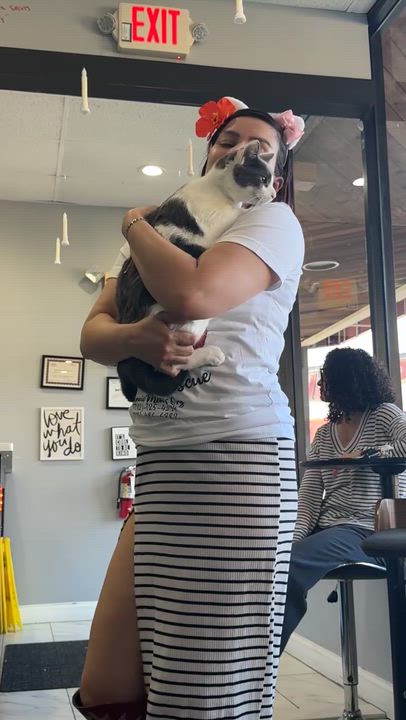 Enlarge Ian, a Adoptable Domestic Short Hair in Perth Amboy , NJ video 3/6