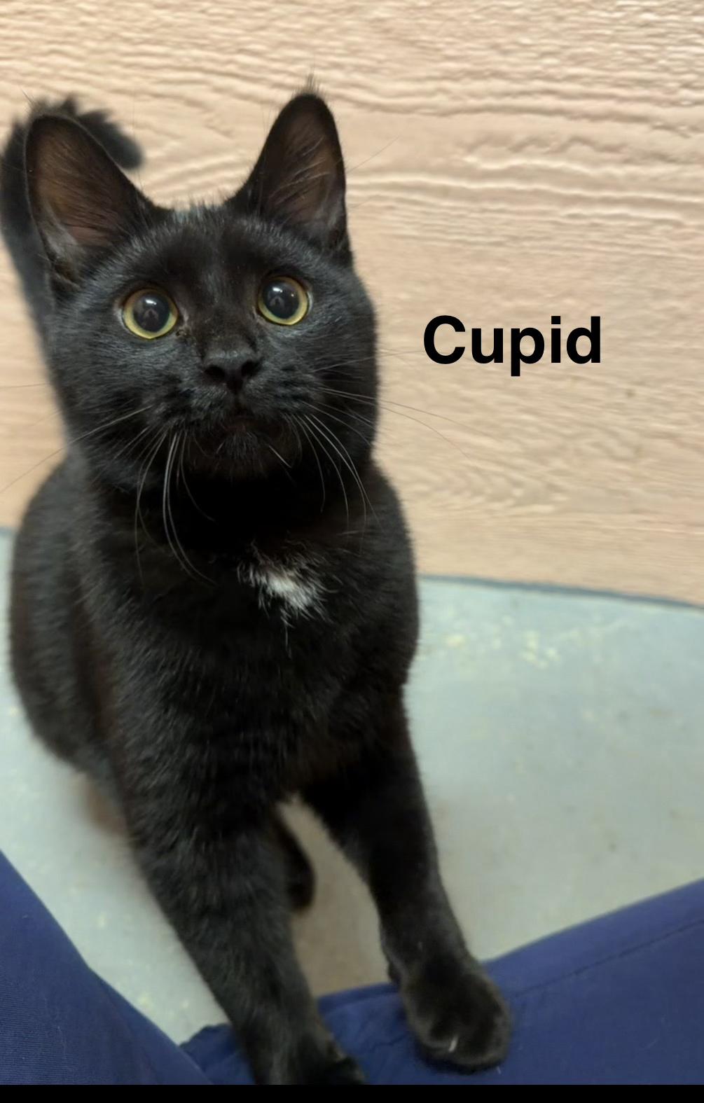 Enlarge Cupid, a ADOPTABLE Domestic Short Hair in Muncie, IN image 1/1