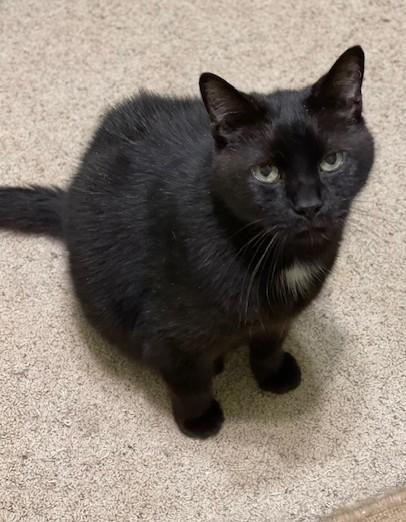 ANTHONY, a Adoptable Domestic Short Hair in Panora, IA image 6/6