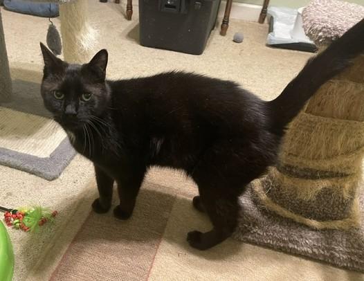 ANTHONY, a Adoptable Domestic Short Hair in Panora, IA image 4/6
