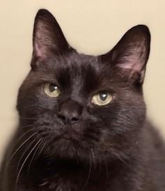 ANTHONY, Adoptable, Senior Male Domestic Short Hair.