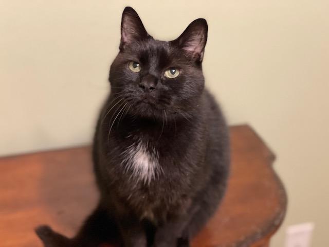 ANTHONY, a Adoptable Domestic Short Hair in Panora, IA image 3/6