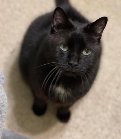 ANTHONY, a Adoptable Domestic Short Hair in Panora, IA image 2/6