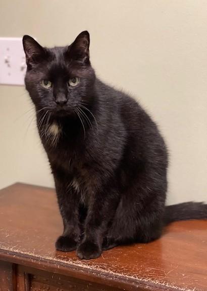 ANTHONY, a Adoptable Domestic Short Hair in Panora, IA image 5/6