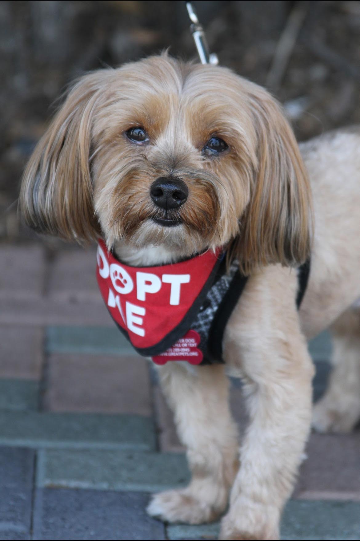 Pookie & Max *BONDED PAIR*, ADOPTABLE, Adult Male Maltese.