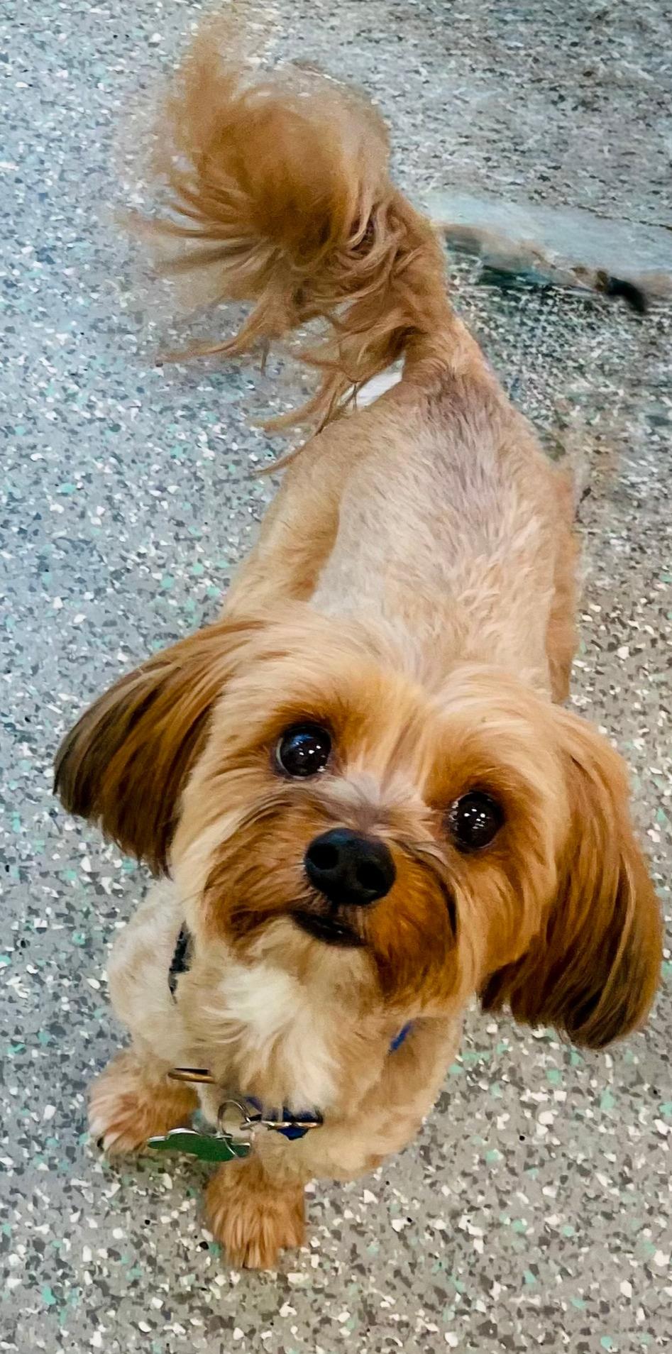Enlarge Pookie & Max *BONDED PAIR*, a ADOPTABLE Maltese in Mission Viejo, CA image 1/6