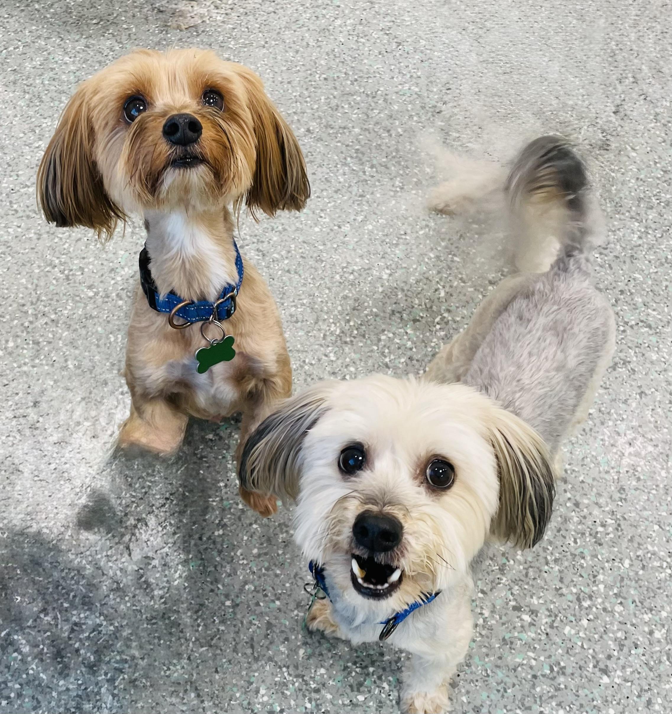 Enlarge Pookie & Max *BONDED PAIR*, a ADOPTABLE Maltese in Mission Viejo, CA image 5/6