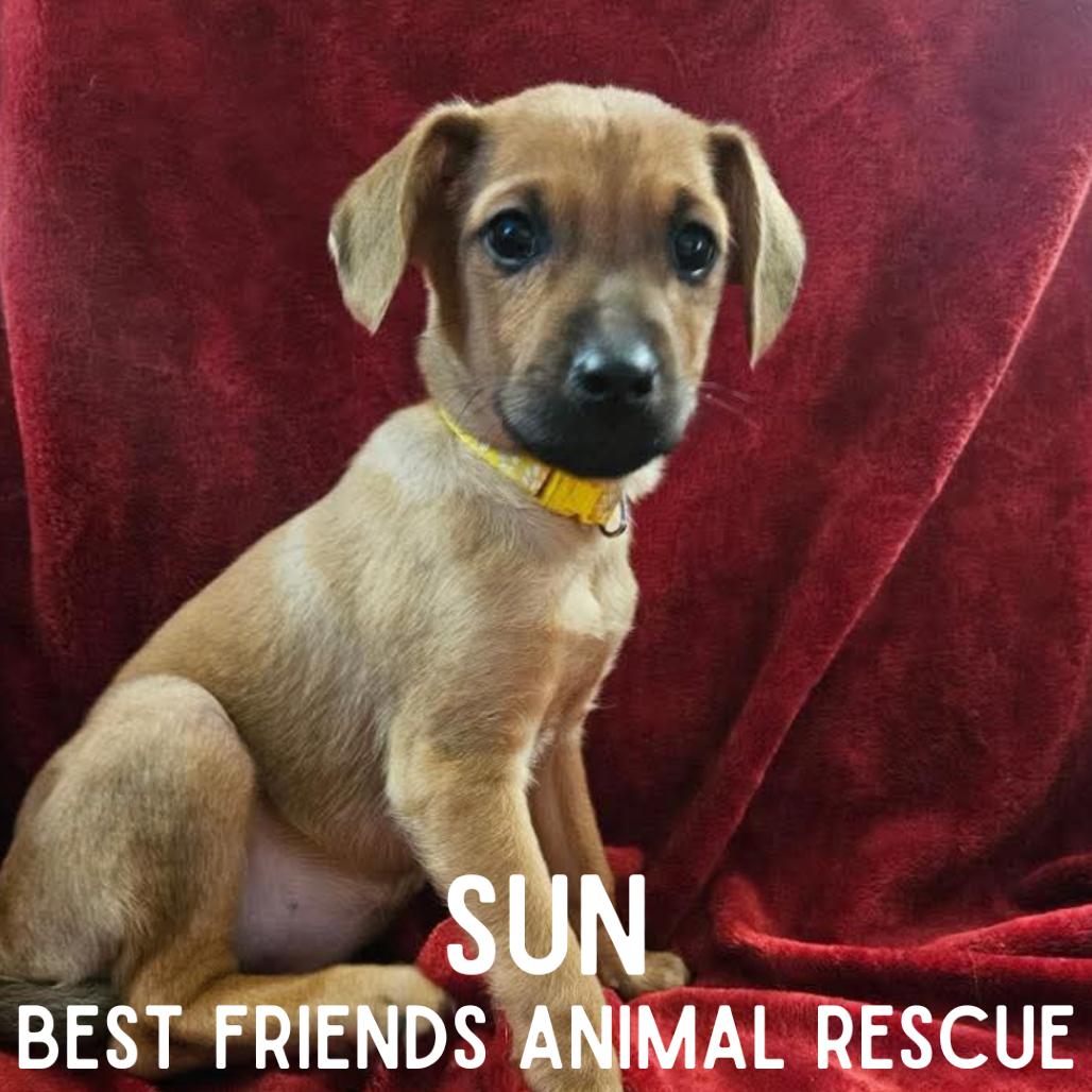 Sun, Adoptable, Puppy Female Mixed Breed.