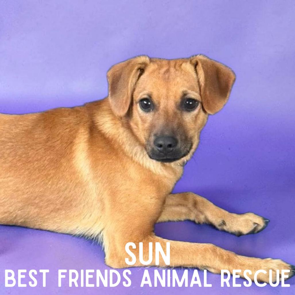 Sun, a Adoptable Mixed Breed in Wasilla, AK image 2/6