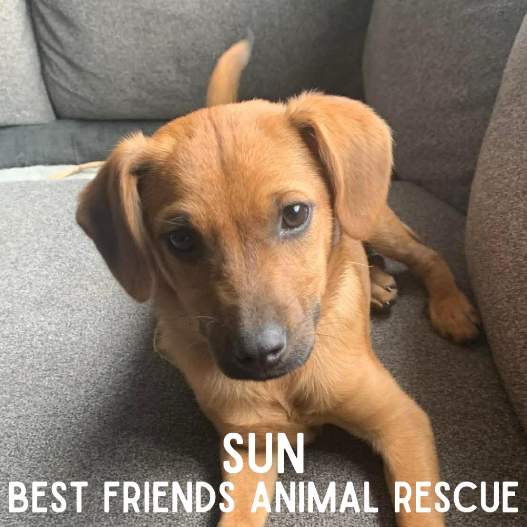 Sun, a Adoptable Mixed Breed in Wasilla, AK image 2/5