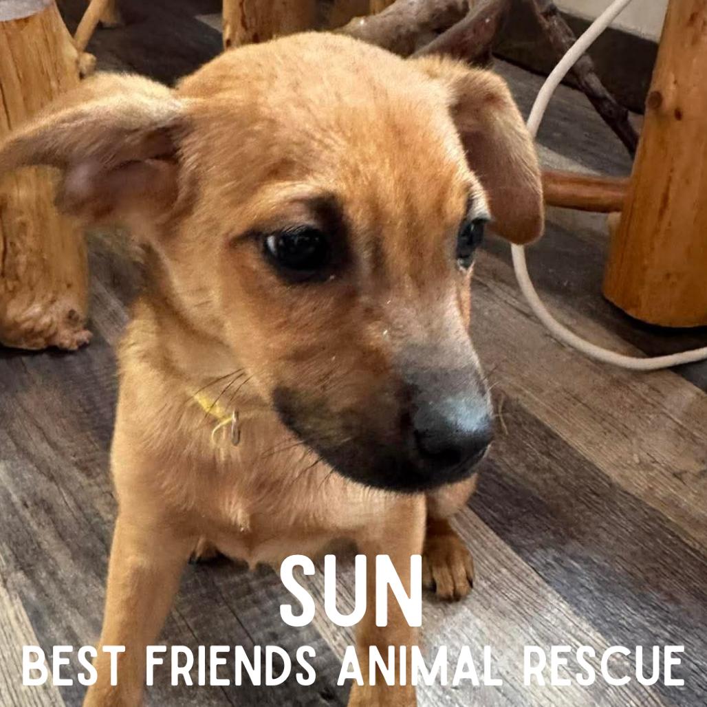 Sun, a Adoptable Mixed Breed in Wasilla, AK image 3/5
