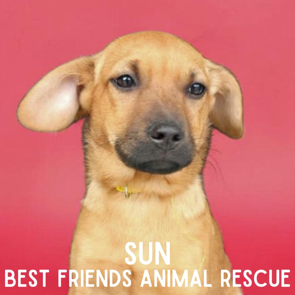 Sun, a Adoptable Mixed Breed in Wasilla, AK image 4/5