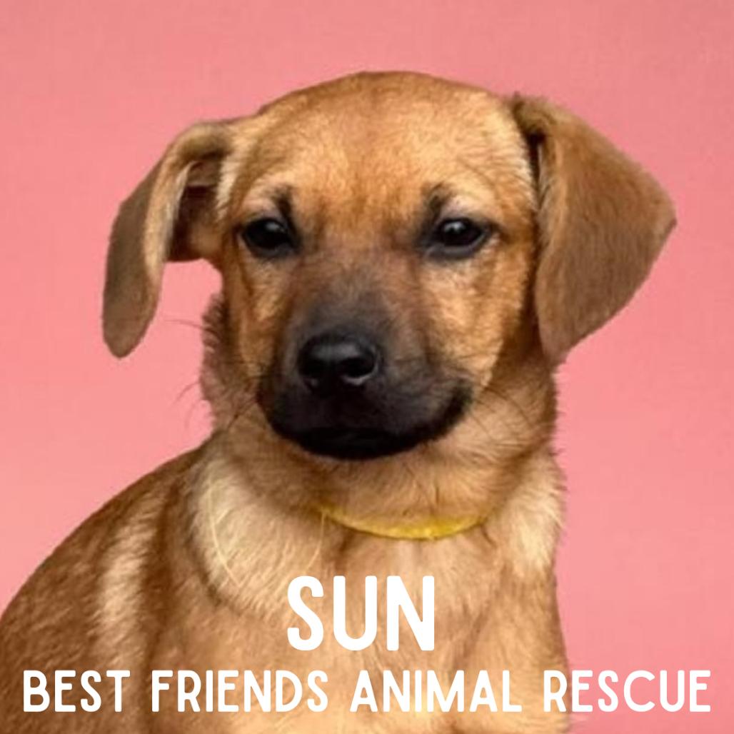 Sun, a Adoptable Mixed Breed in Wasilla, AK image 5/5