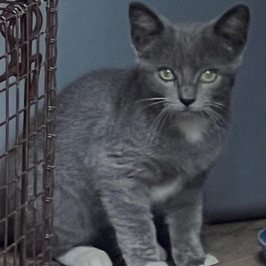 Skye, Adoptable, Kitten Female Domestic Short Hair.